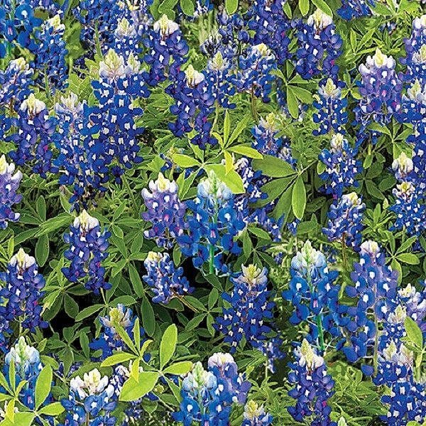 108" Wide Quilt Backing Bluebonnet Flowers from Benartex 3 YARD CUT by Benartex