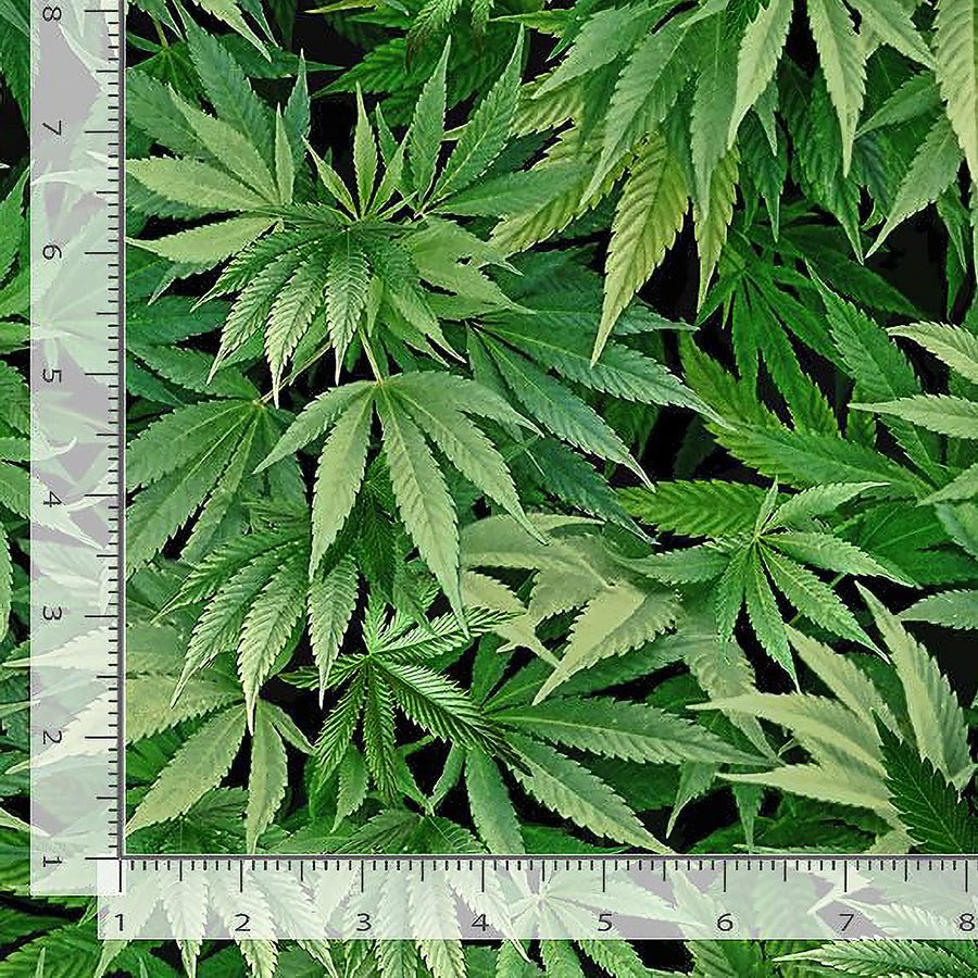 Timeless Treasures Got the Munchies Cannabis Leaf Green 1 Yard Cut by Timeless Treasures